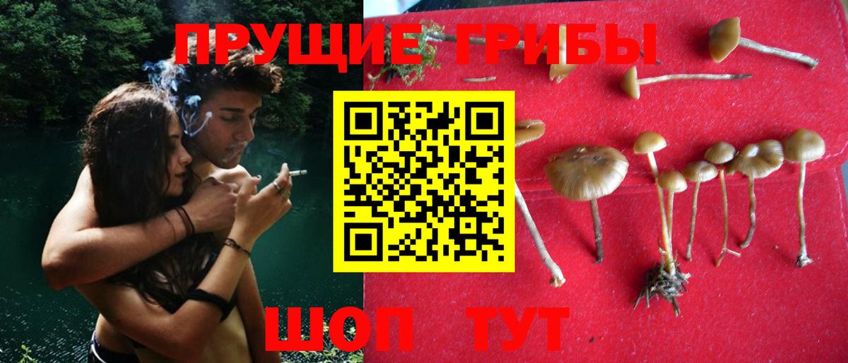 Курчатов  купить закладку  Вход с VPN  Галлюциногенные грибы Psilocybe  Псилоцибиновые грибы мухоморы 